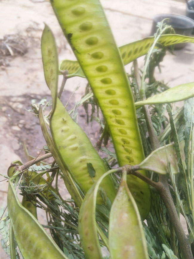 合欢树种子怎样育苗?合欢种子种植方法