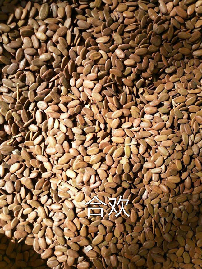 合欢树种子怎样育苗?合欢种子种植方法