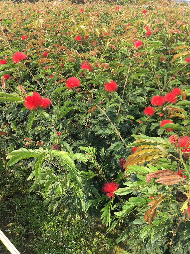 合欢树种子怎样育苗?合欢种子种植方法