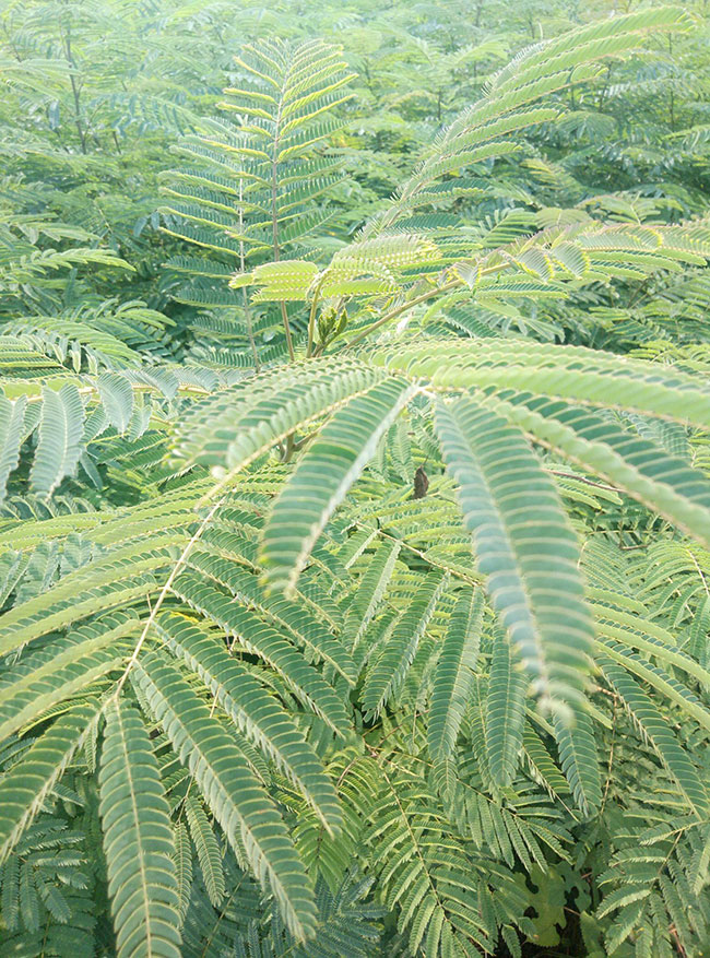 合欢怎么种植?合欢树种植时间及方法