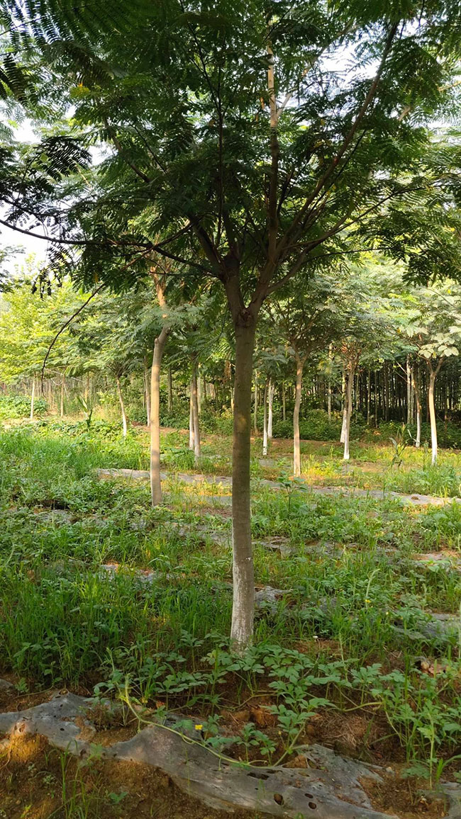 合欢怎么种植?合欢树种植时间及方法