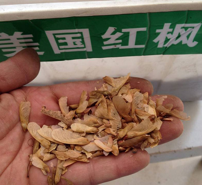 美国红枫种子怎么种植?红枫盆栽种子种植方法