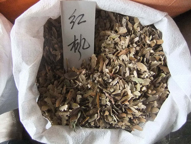 美国红枫种子
