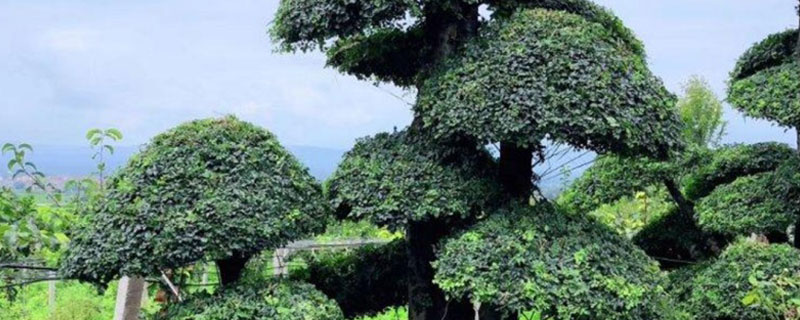 对节白蜡 对节白蜡