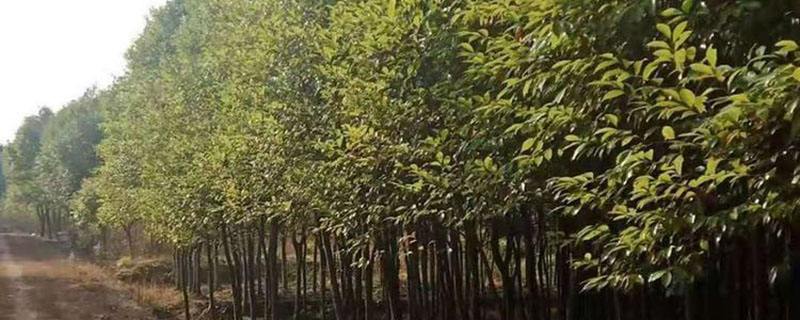 香叶树苗多少钱一棵