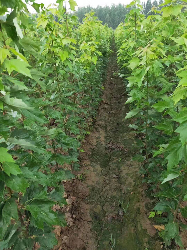 美国红枫怎么种?美国红枫的栽培技术