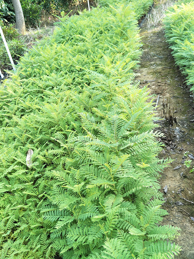 蓝花楹适合北方种植吗?蓝花楹北方寒冷季节能种吗?
