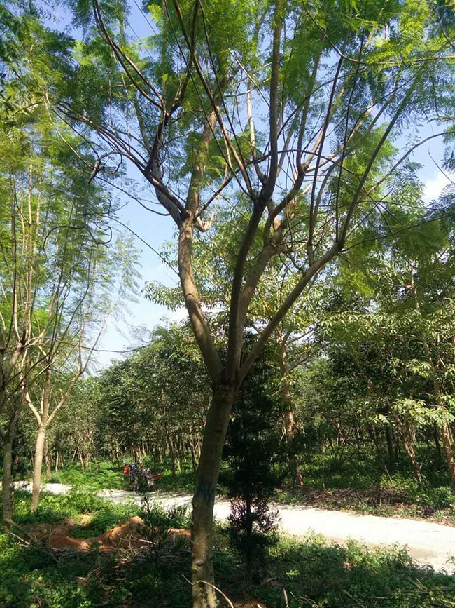 中国哪里有蓝花楹树?蓝花楹种植地区