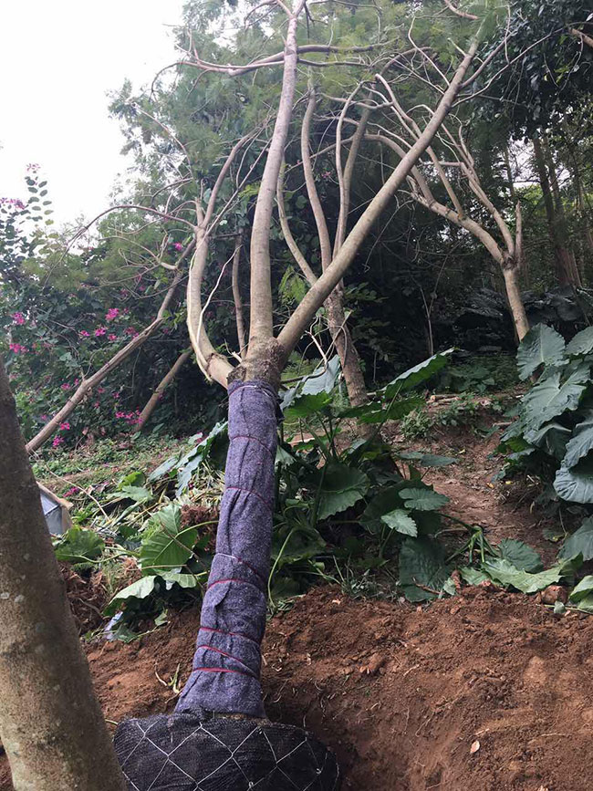 中国哪里有蓝花楹树?蓝花楹种植地区