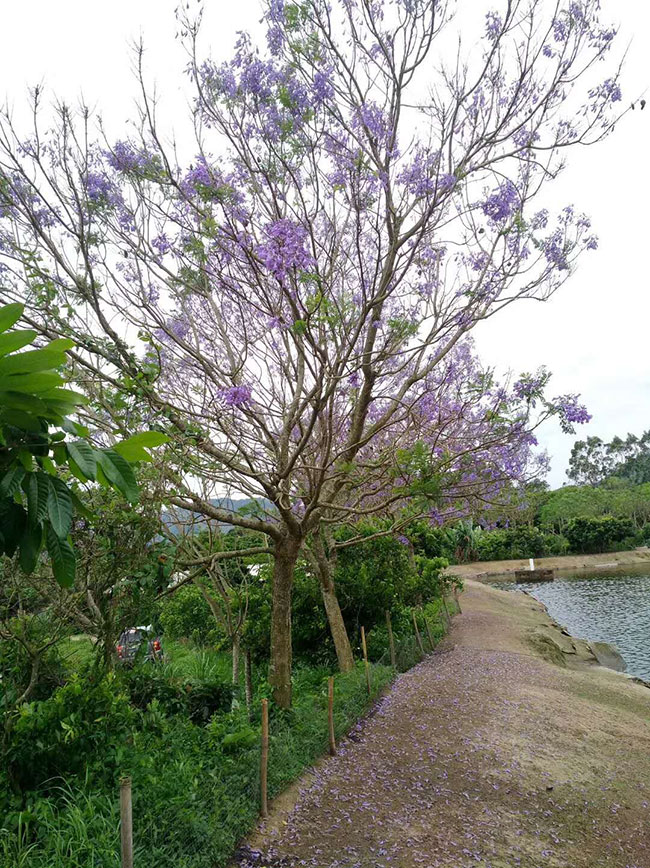 中国哪里有蓝花楹树?蓝花楹种植地区