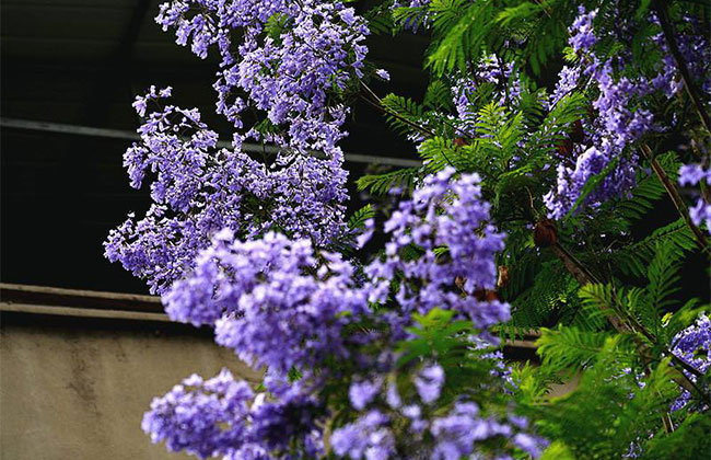 中国哪里有蓝花楹树?蓝花楹种植地区