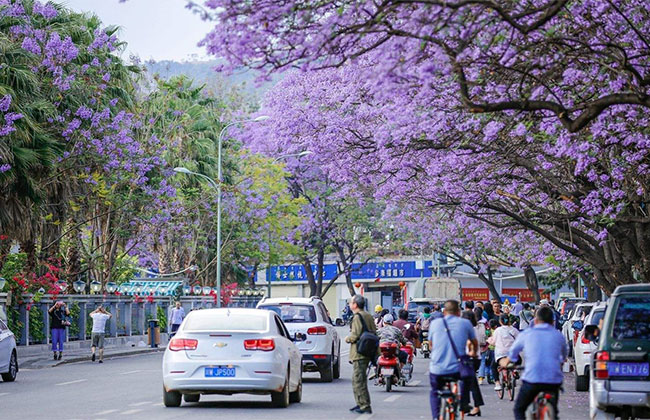 蓝花楹怎么养?蓝花楹种植方法简介