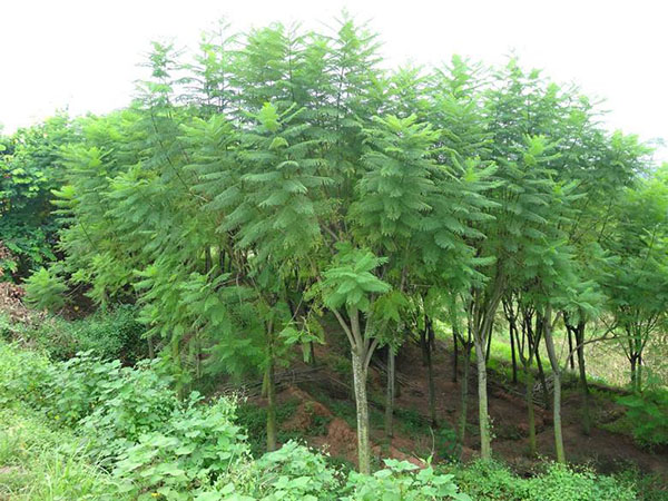 蓝花楹苗木