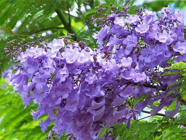 蓝花楹病虫害有哪些？蓝花楹病害防治方法