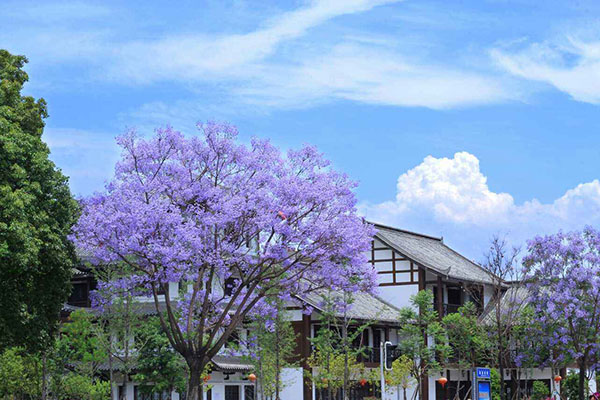 蓝花楹树