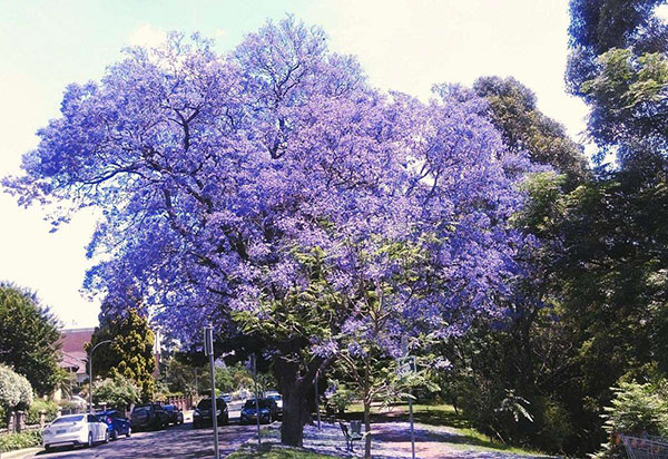 蓝花楹树