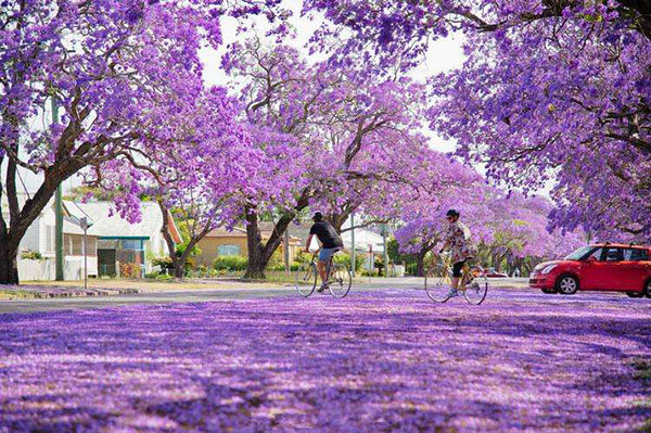 蓝花楹大道