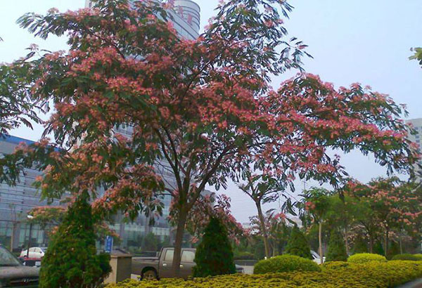 合欢树