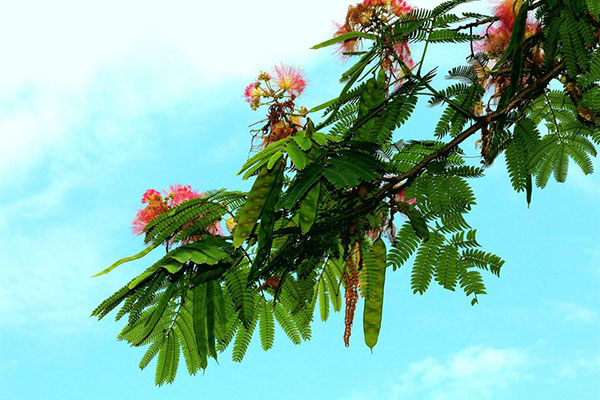 怎么种植合欢树？合欢树的种植方法