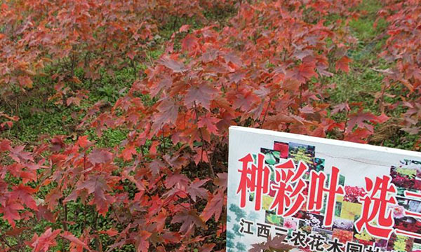 美国红枫哪个品种好？美国红枫品种介绍