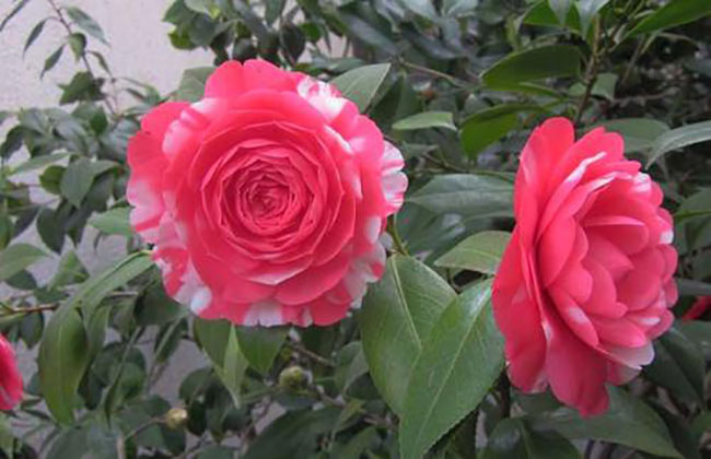 茶花