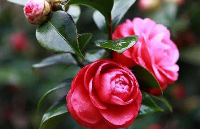 茶花