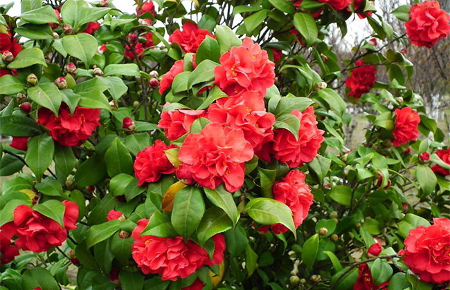 茶花