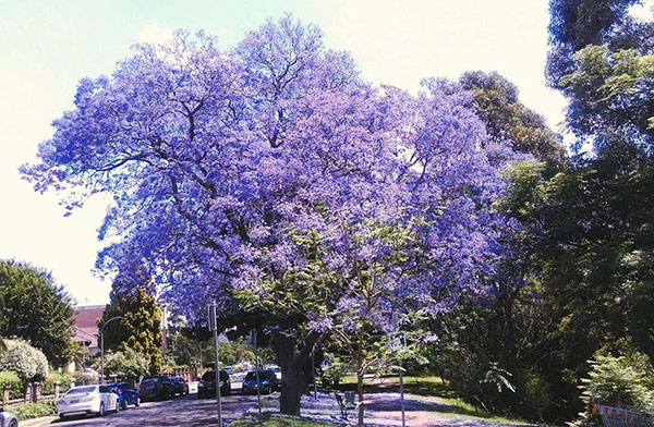 蓝花楹大树
