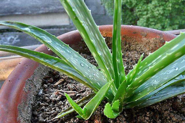 4种植物是室内“造氧机”，养在室内空气清新