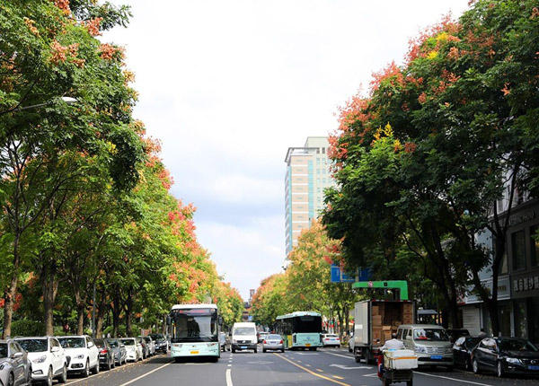 栾树