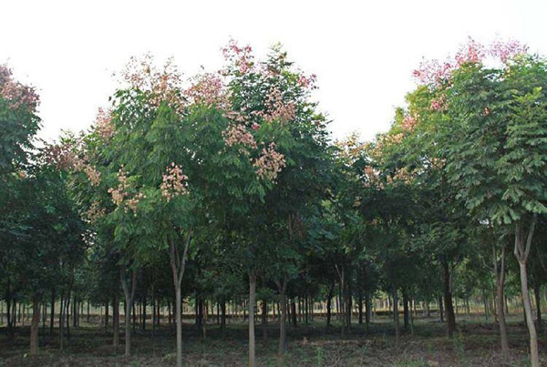 栾树什么时候移栽？栾树移栽时间及移栽要点