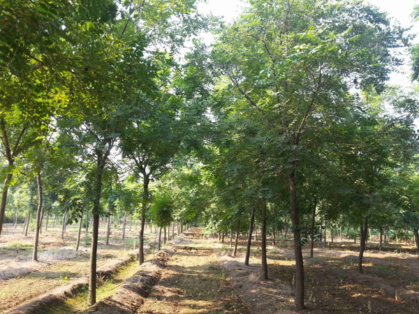 栾树种植基地实拍