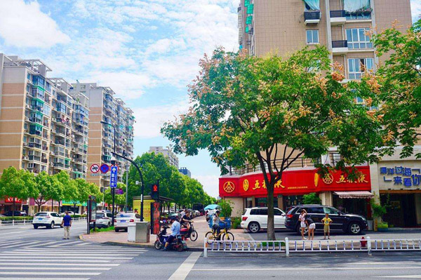 路边的栾树