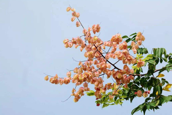 复羽叶栾树病虫害有哪些？栾树病虫害及防治方法