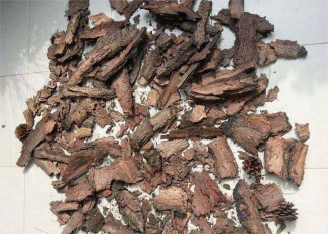 秋养兰花用柳树皮，生根快，容易爆花