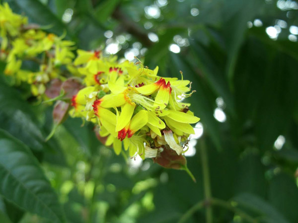 栾树的花能食用吗？栾树芽可以食用吗？