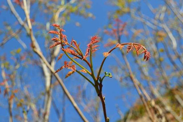 栾树芽