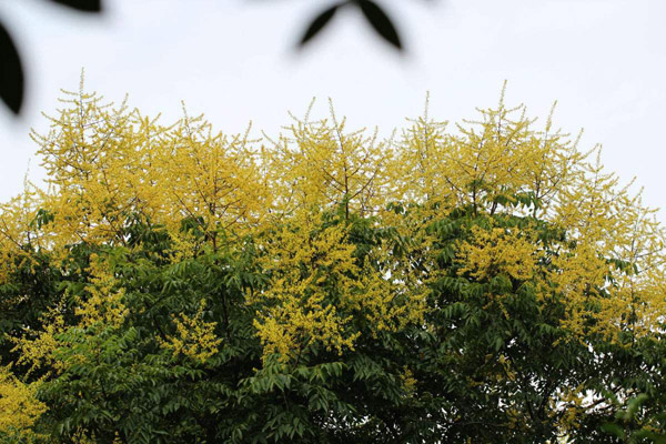 栾树花