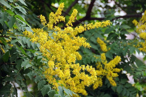 栾树花