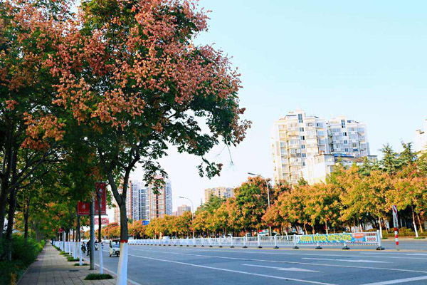 栾树