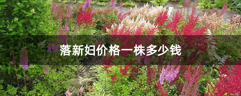 落新妇价格一株多少钱