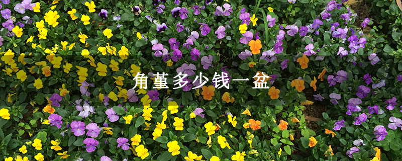 角堇多少钱一盆