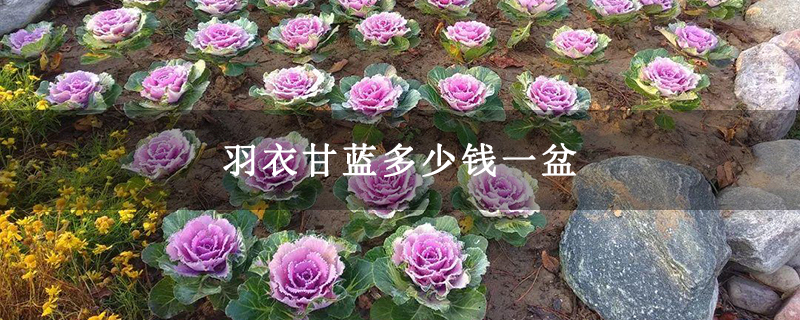 羽衣甘蓝多少钱一盆