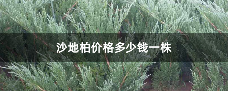 沙地柏价格多少钱一株