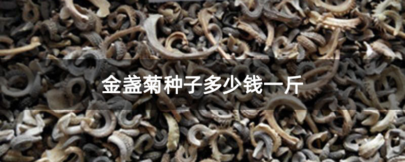 金盏菊种子多少钱一斤
