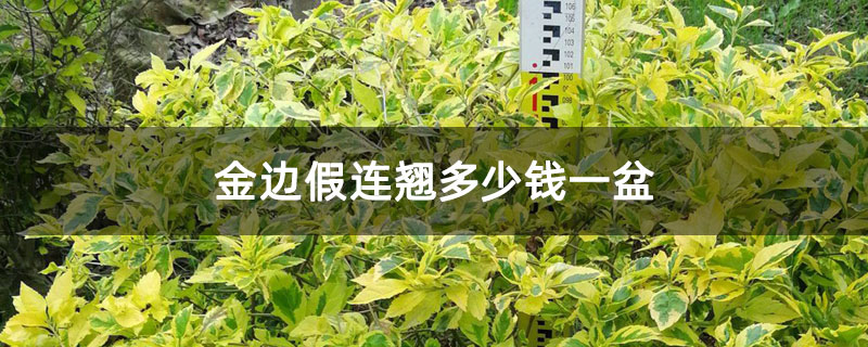 金边假连翘多少钱一盆