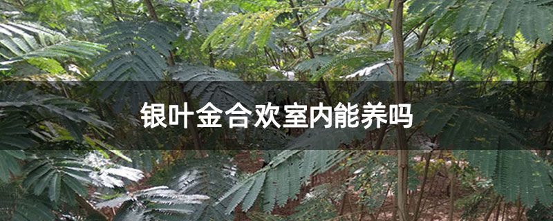 银叶金合欢室内能养吗