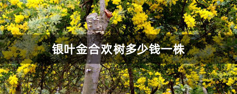 银叶金合欢树多少钱一株