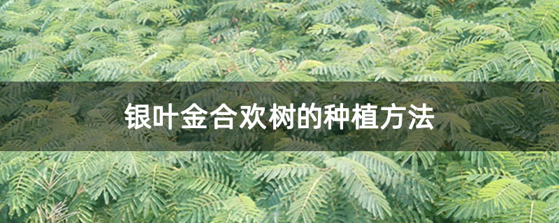 银叶金合欢树的种植方法
