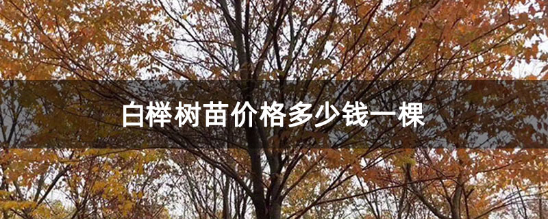 白榉树苗价格多少钱一棵